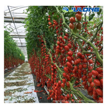 agricultural plastic greenhouse with dutch bucket system